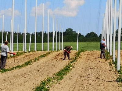 Kotwienie przewodników roślin